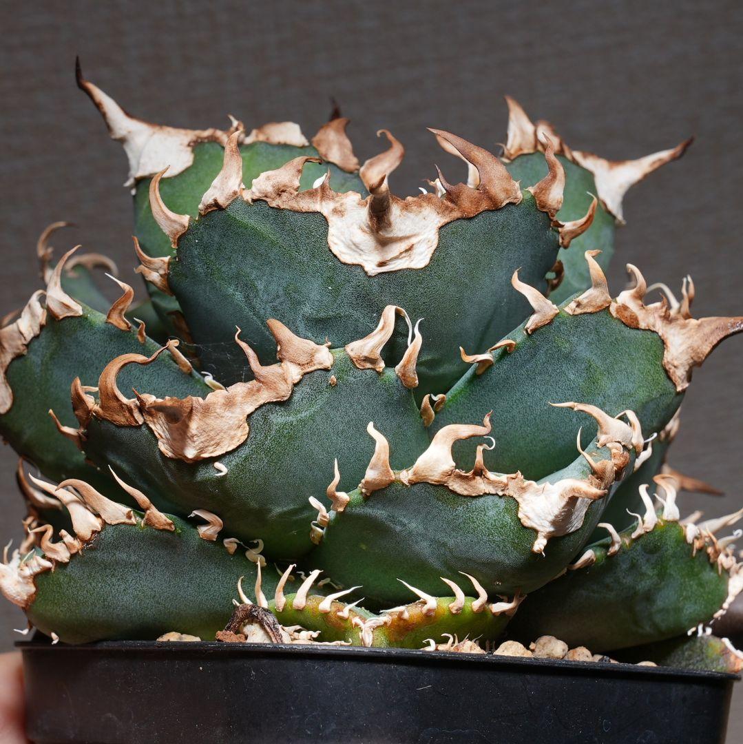 【親株】アガベ 金剛