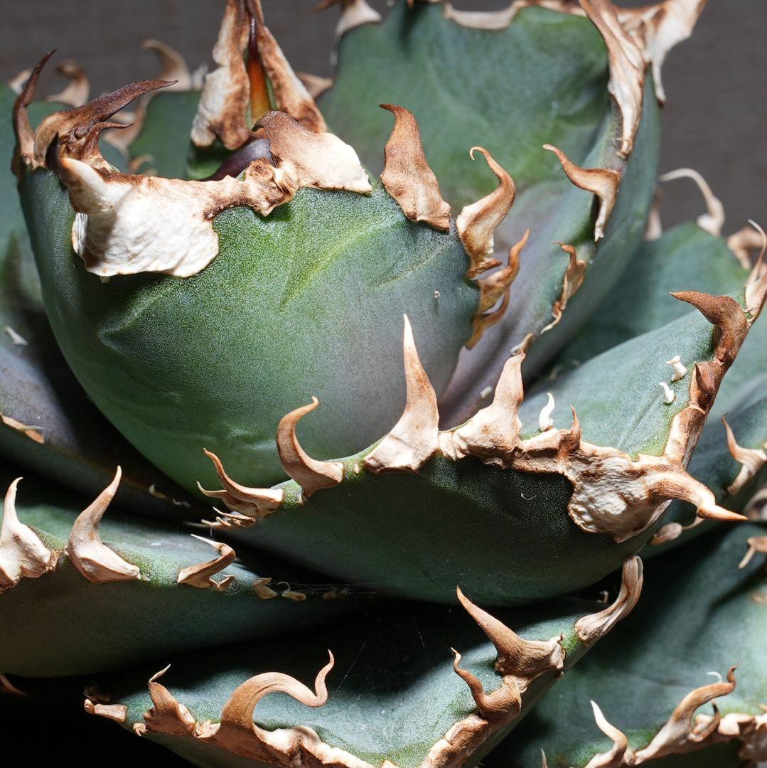 【親株】アガベ 金剛