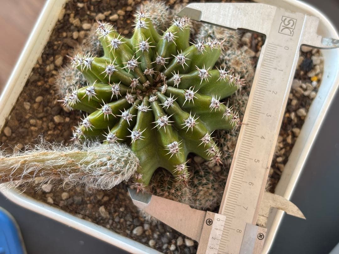 【現品】　多肉植物　花サボテン　風雅