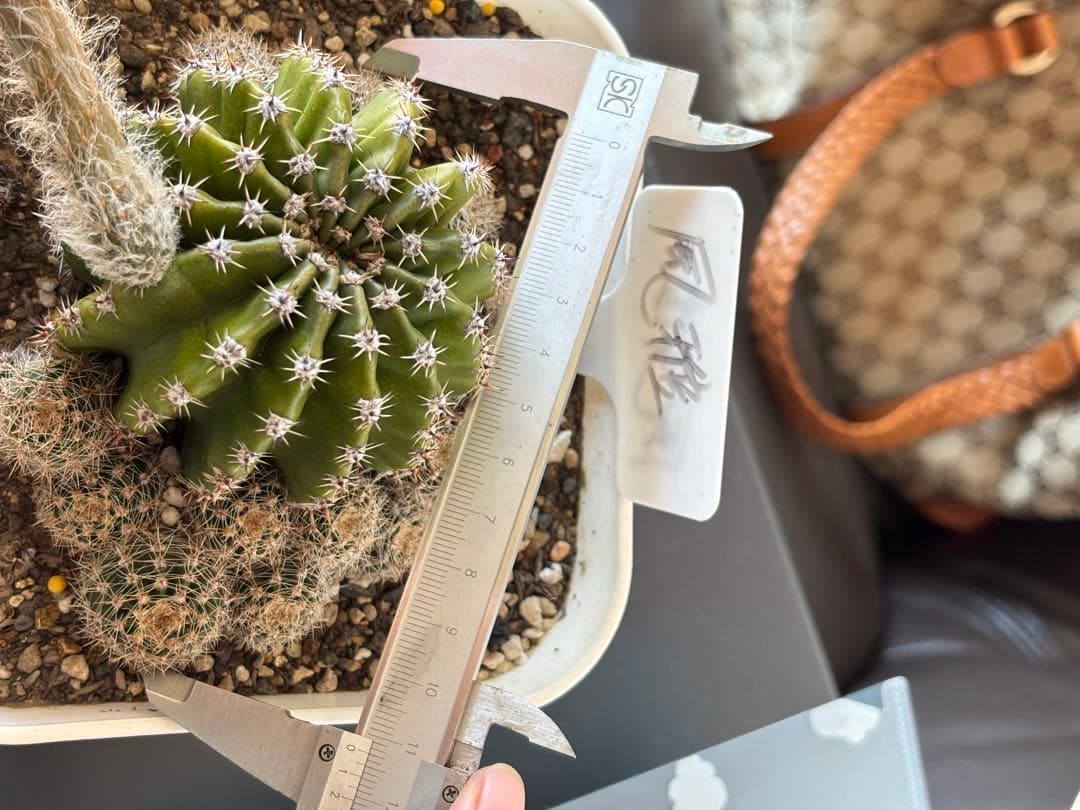 【現品】　多肉植物　花サボテン　風雅