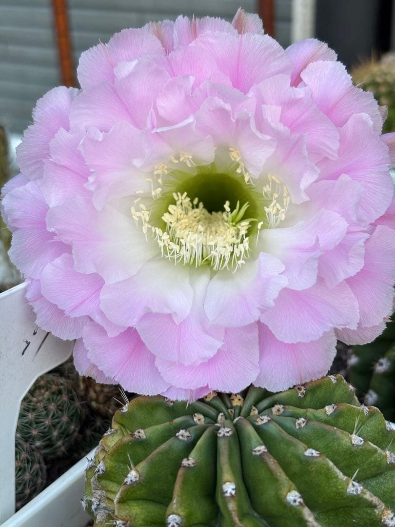 【現品】　多肉植物　花サボテン　風雅