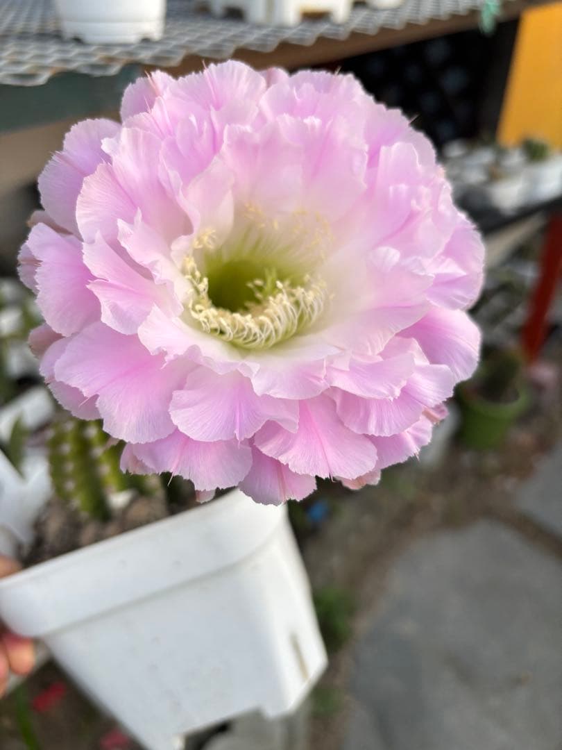 【現品】　多肉植物　花サボテン　風雅