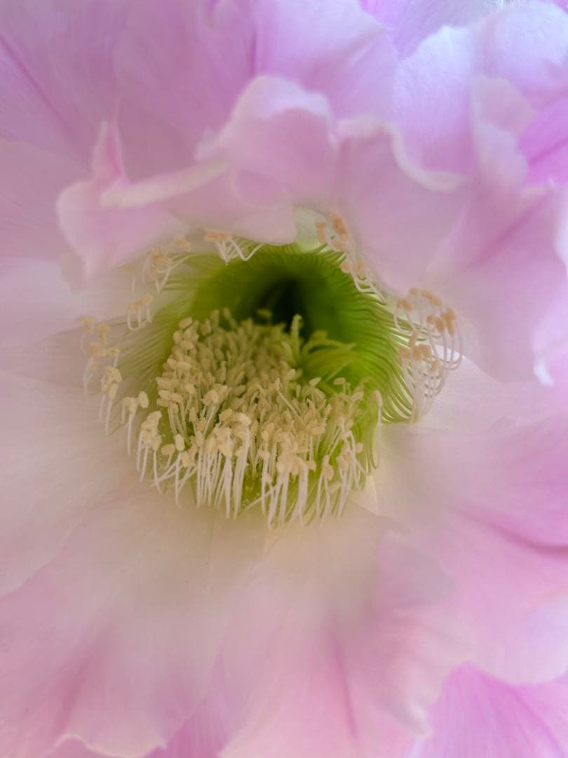 【現品】　多肉植物　花サボテン　風雅