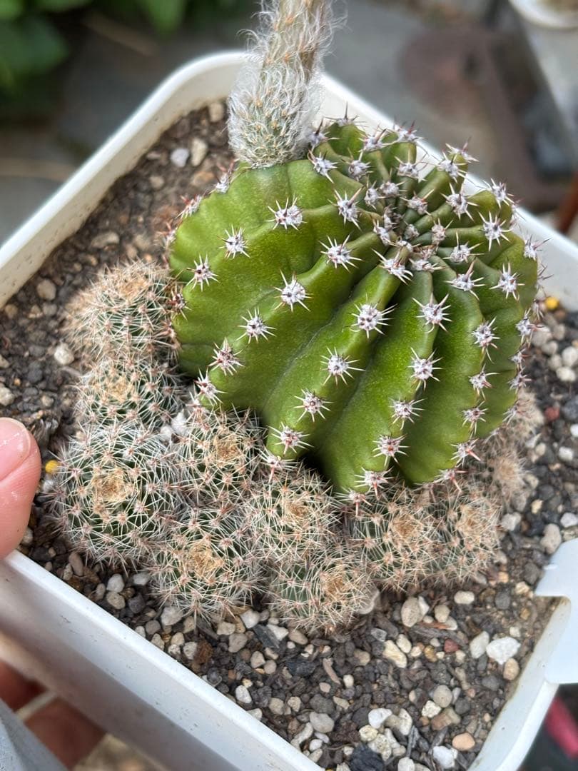 【現品】　多肉植物　花サボテン　風雅