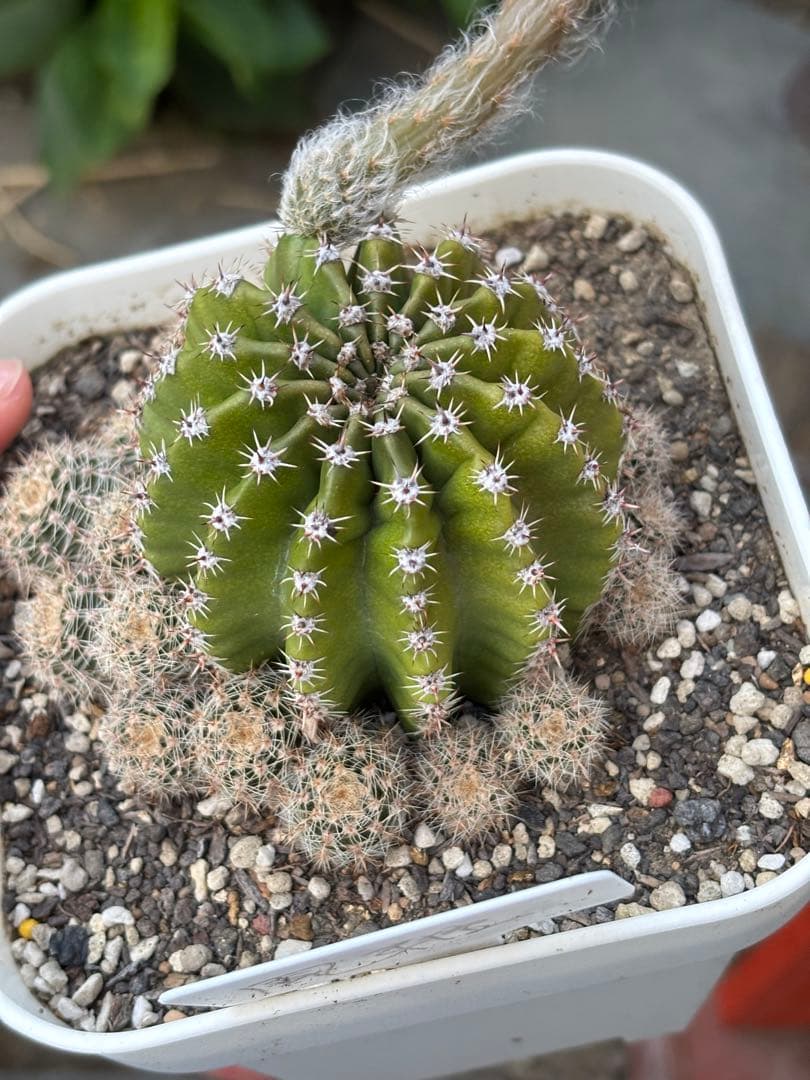 【現品】　多肉植物　花サボテン　風雅