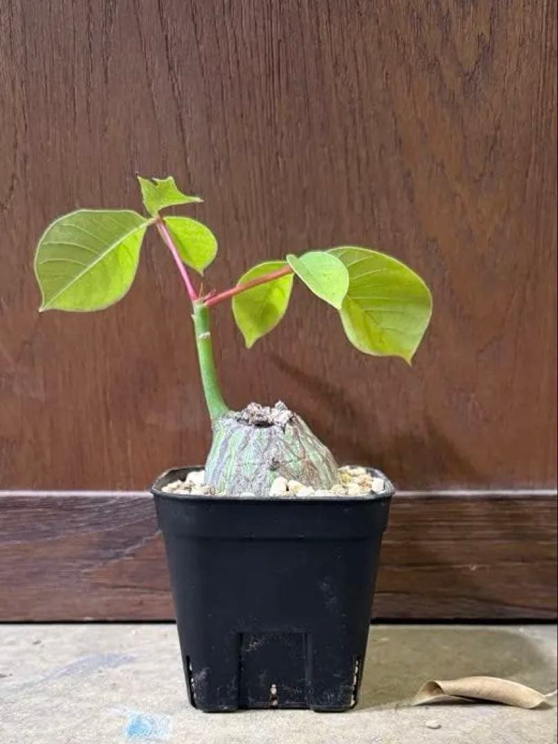 プラセウド　ボンバックス　エリプティクム