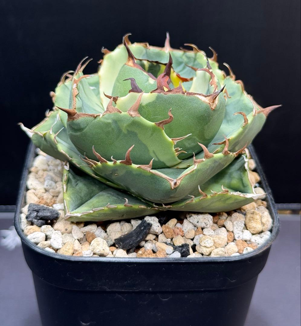 アガベ　ジャガーノート錦　覆輪斑　親株　子株付き