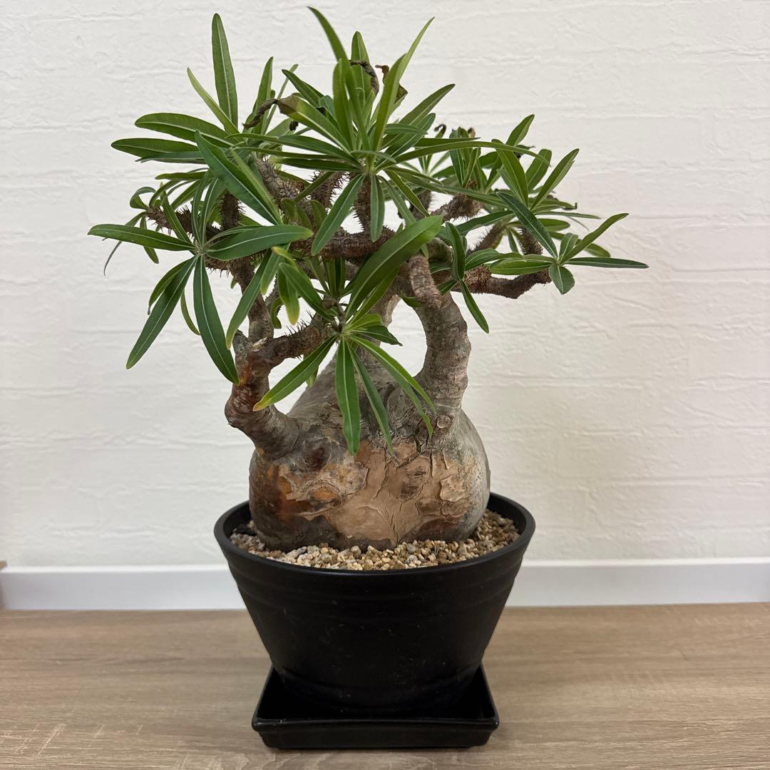 グラキリス 塊根植物 約30cm 黒鉢