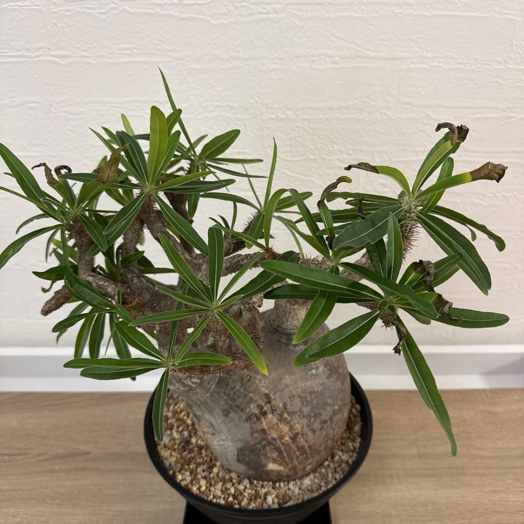 グラキリス 塊根植物 約30cm 黒鉢