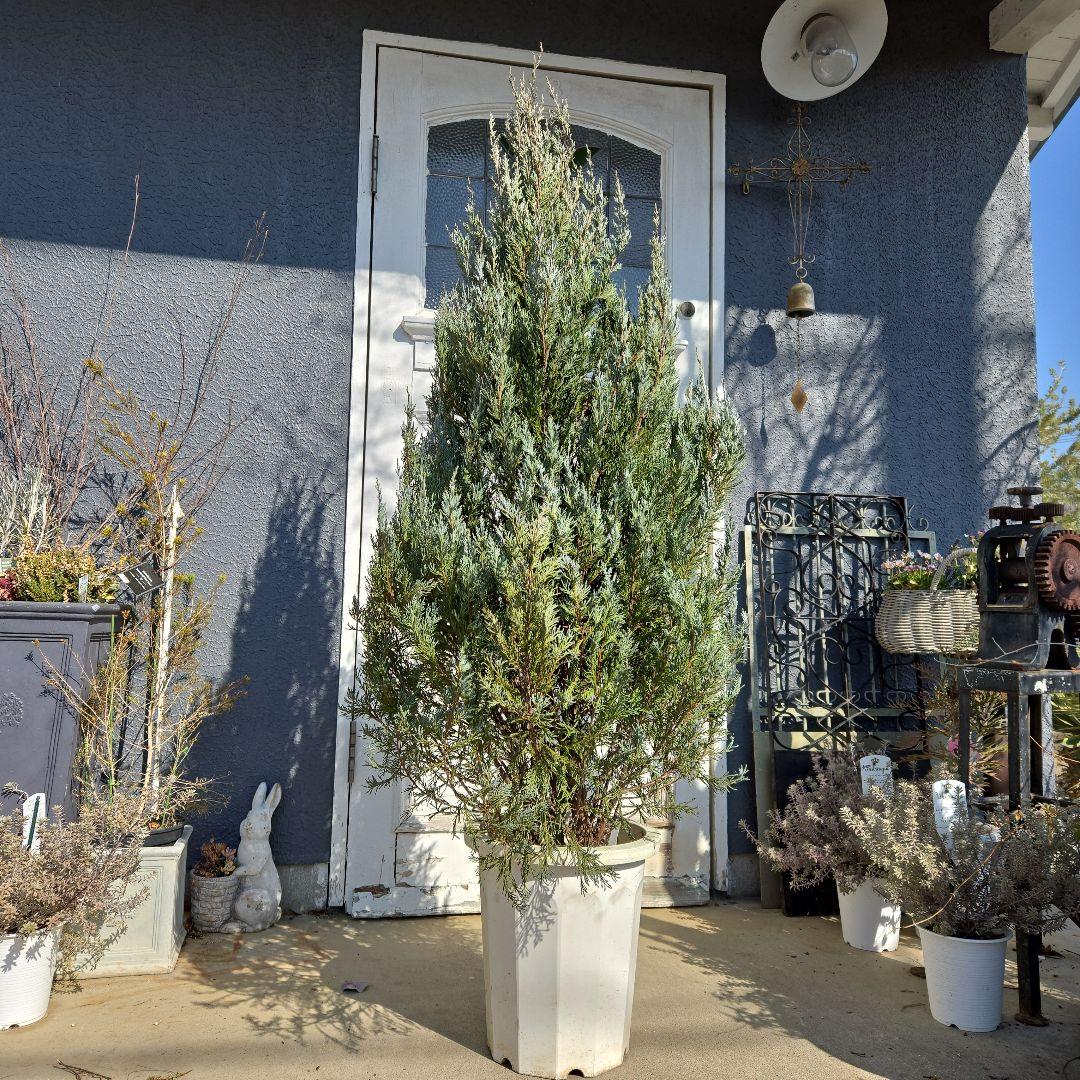 コニファー　ムーングロー　10号　特大苗木最高等級　初売り‼️