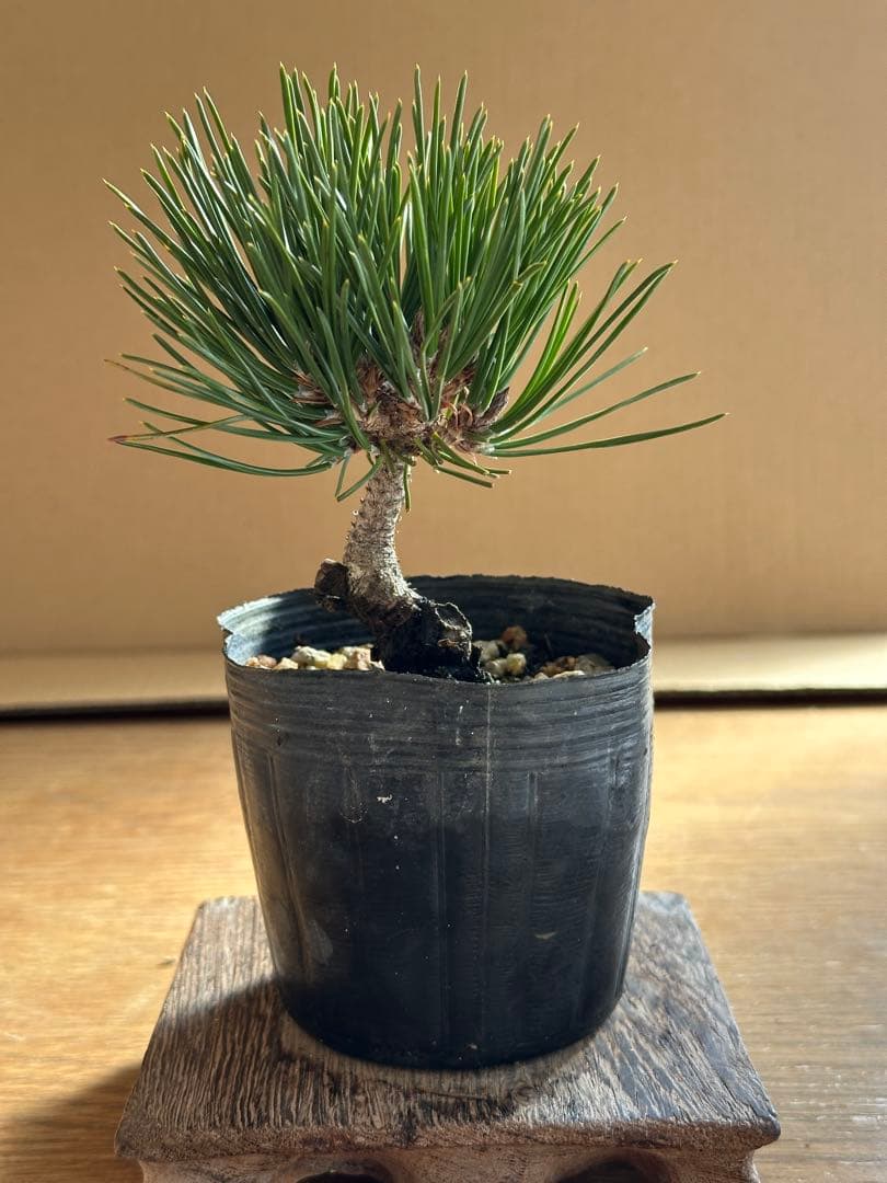 盆栽素材 黒松瑞宝-3