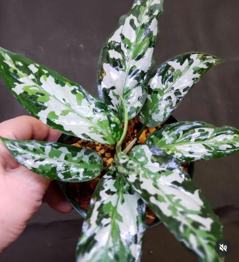 【Weed】Aglaonema pictum