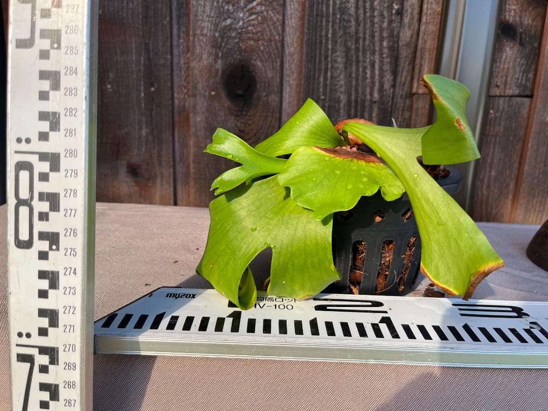 P. coronarium 'Lesasha' コロナリウム　レサシャ　6