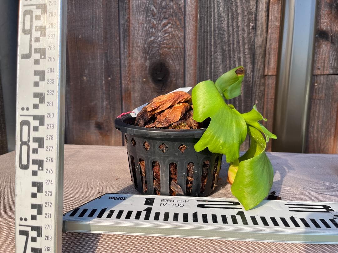 P. coronarium 'Lesasha' コロナリウム　レサシャ　6