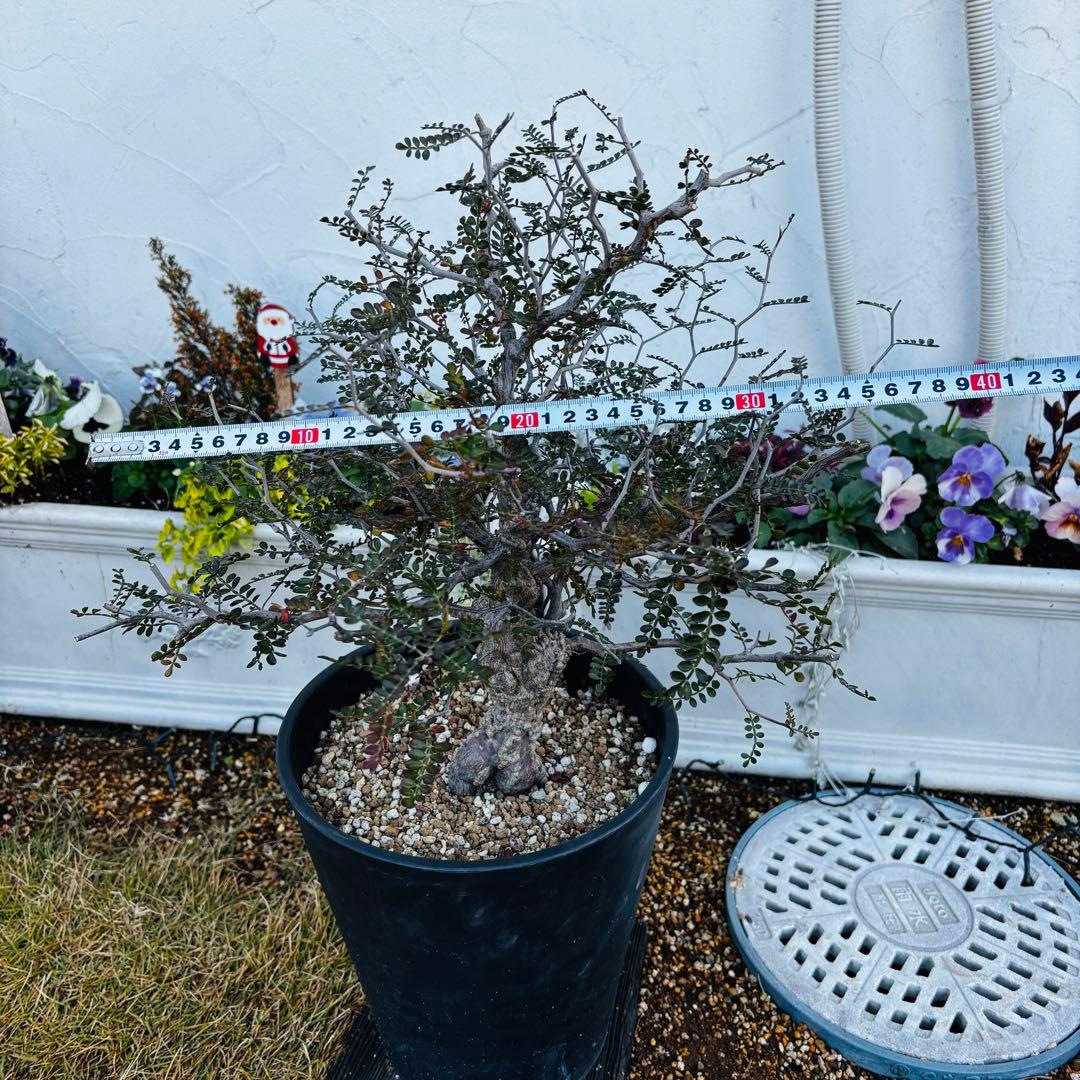 【コレクション株】 大株 実生 オペルクリカリア パキプス 雄株 毎年開花