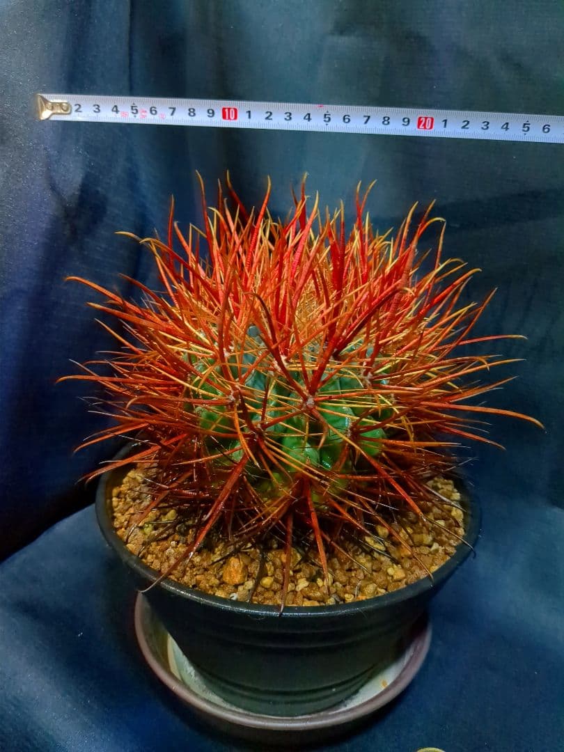 鯱頭　赤鬼
