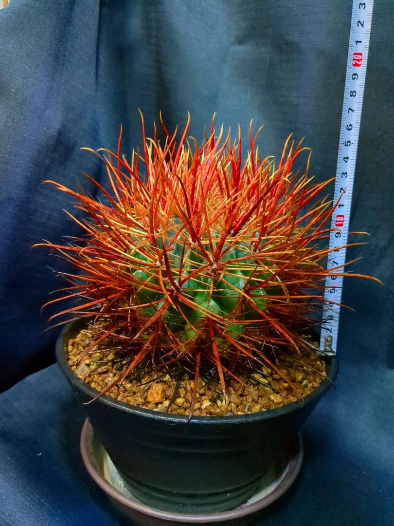 鯱頭　赤鬼
