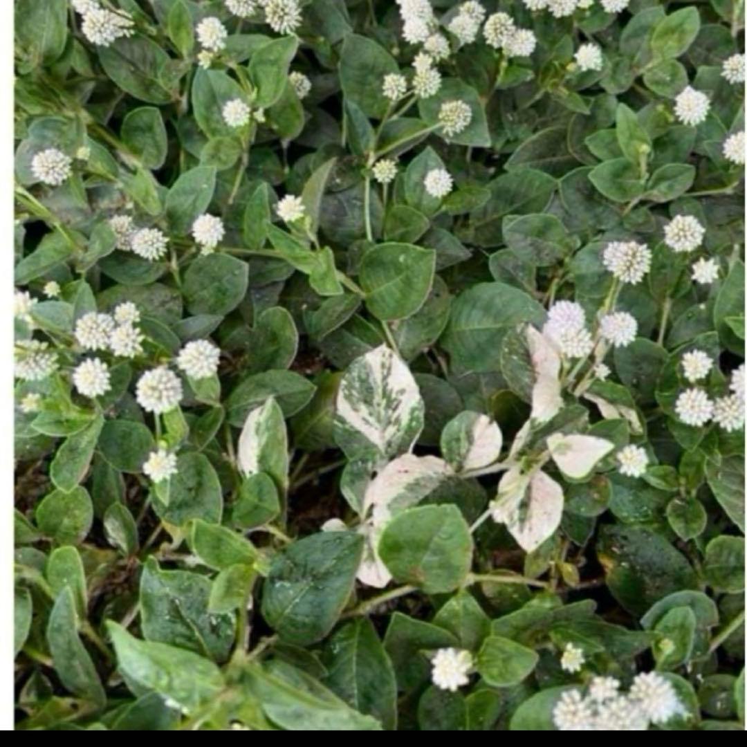 J⭐︎ポット発送⭐︎ポリゴナム 白花　ヒメツルソバ　寄せ植え　地植えどんどん増える