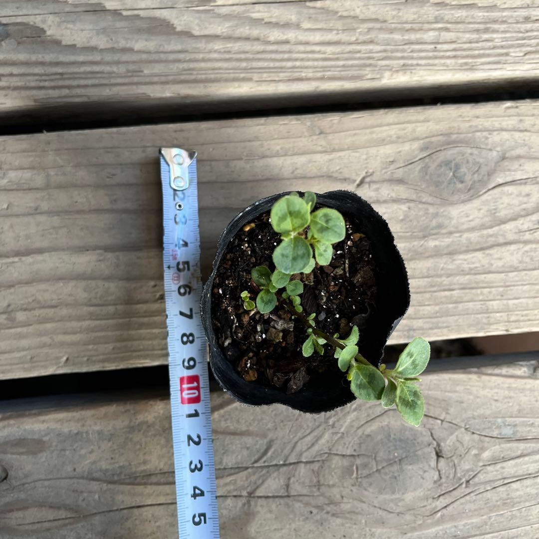 J⭐︎ポット発送⭐︎ポリゴナム 白花　ヒメツルソバ　寄せ植え　地植えどんどん増える