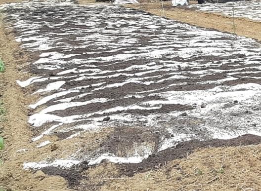 大容量　2100g　(国産・高品質)乾燥パパイヤの茎（無農薬・有機肥料）