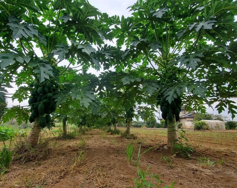 大容量　2100g　(国産・高品質)乾燥パパイヤの茎（無農薬・有機肥料）