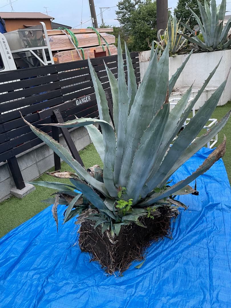 巨大アガベ　引き取り配送可能