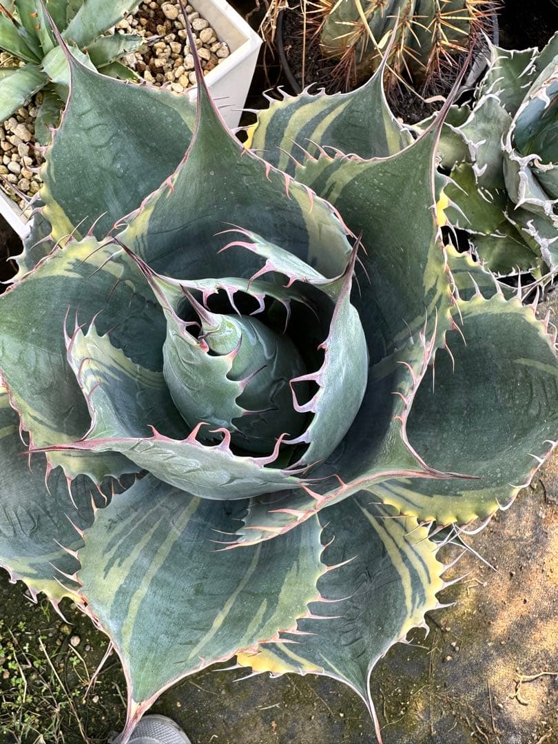 メ*5様 アガベ　ファイヤーボール　パラサナ　錦　中株