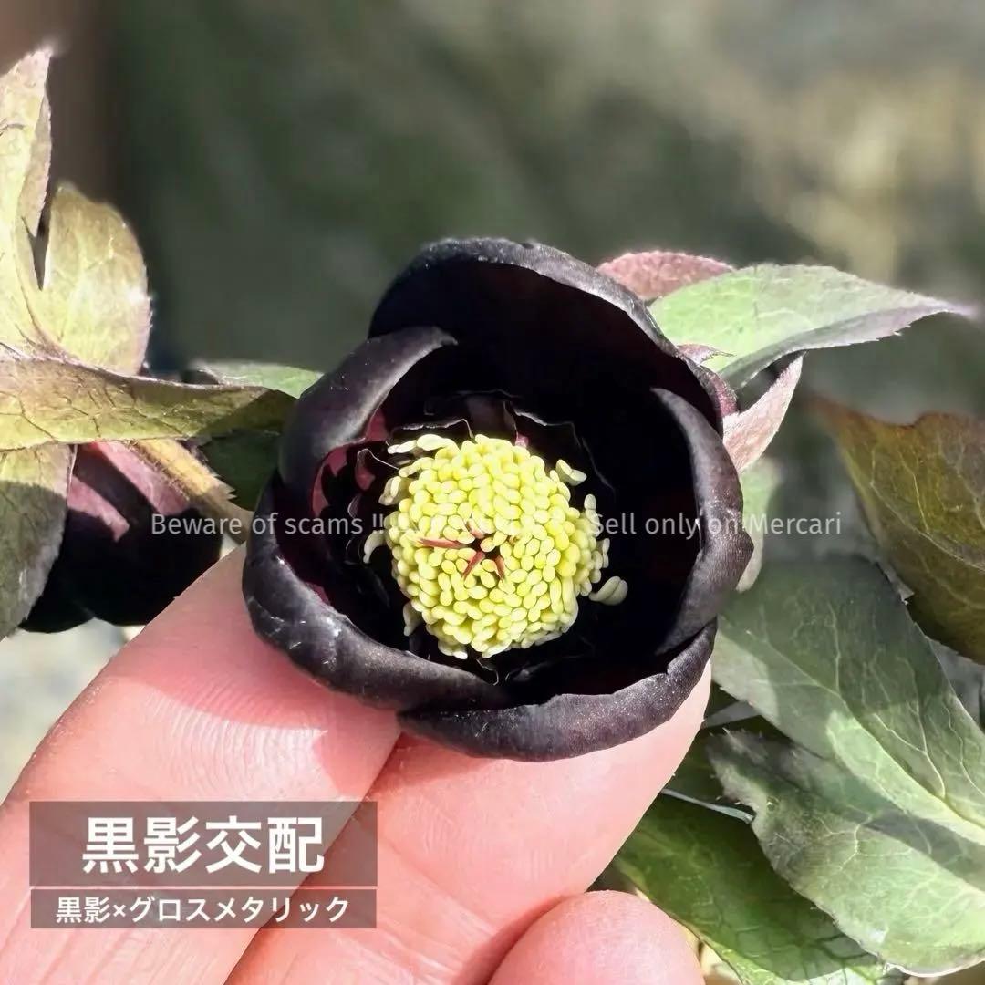 最終値下‼️■加藤農園■ 株分け 極上 黒影交配 クリスマスローズ