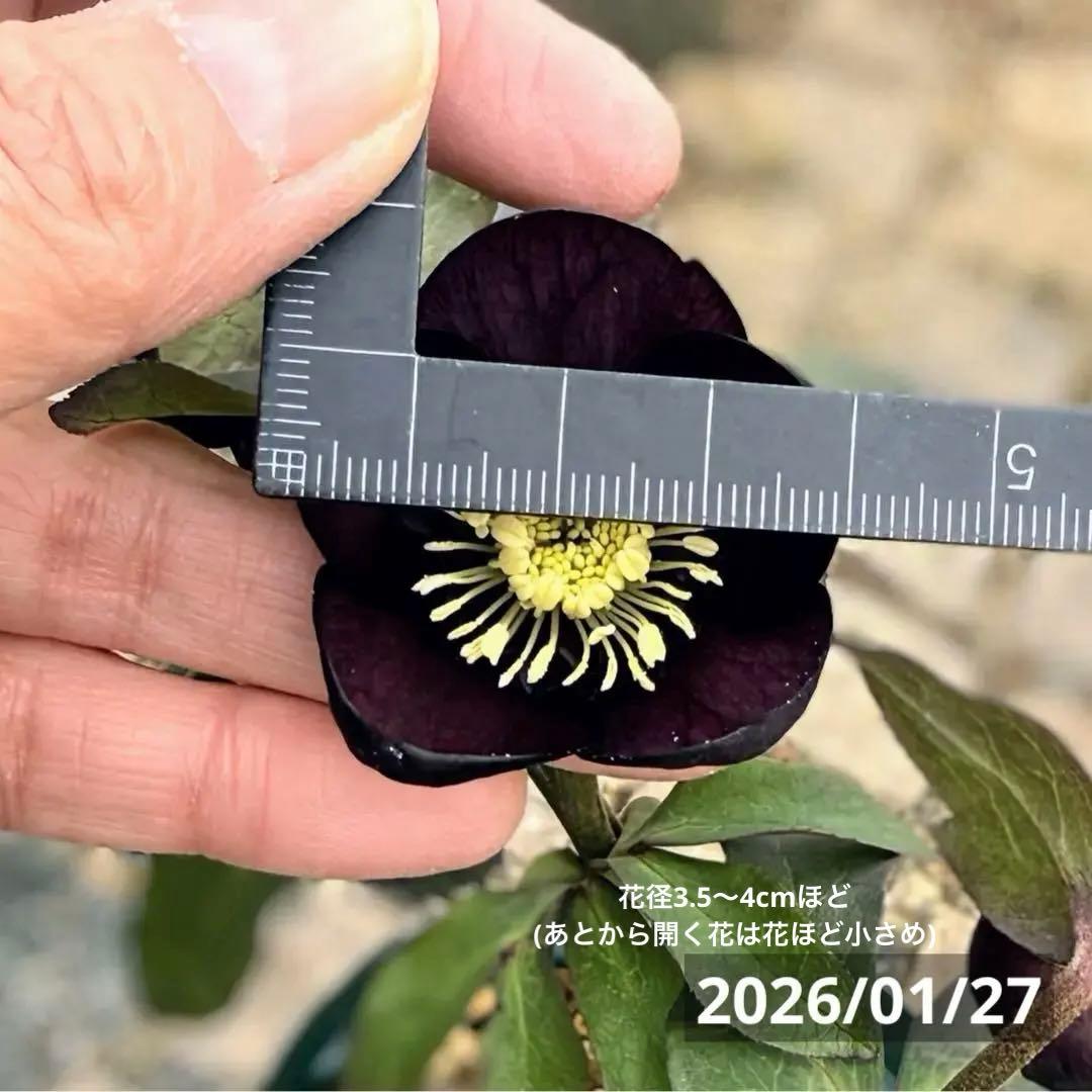 最終値下‼️■加藤農園■ 株分け 極上 黒影交配 クリスマスローズ