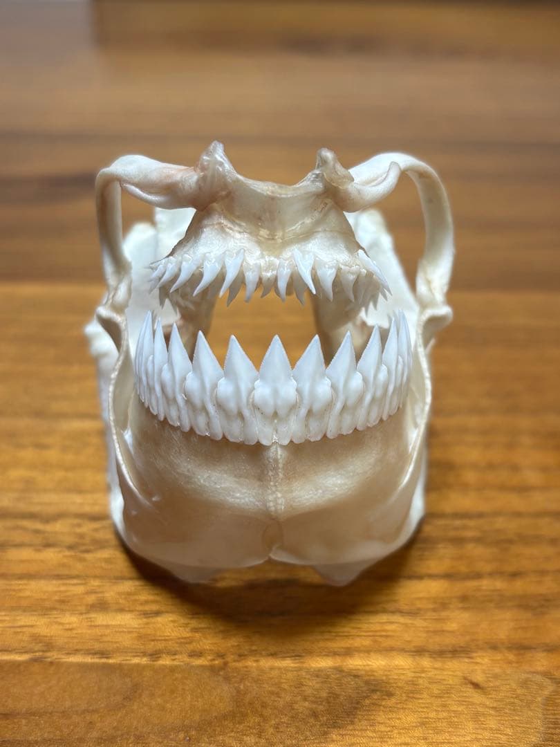 ヨロイザメ　顎標本