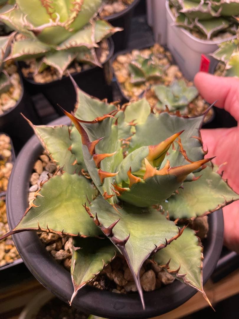 オテロイ 実生　選抜