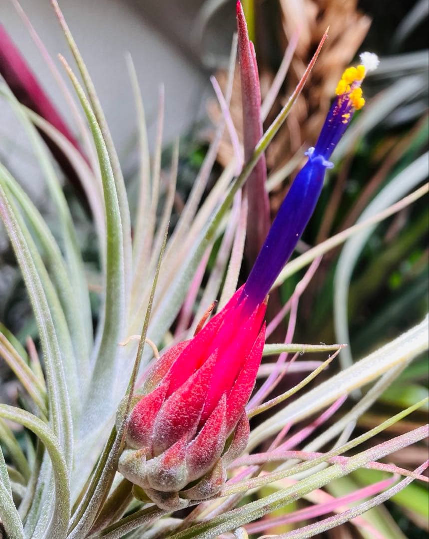 ブロメリア・エアープランツ Tillandsia ionantha 'Apretado' RFI