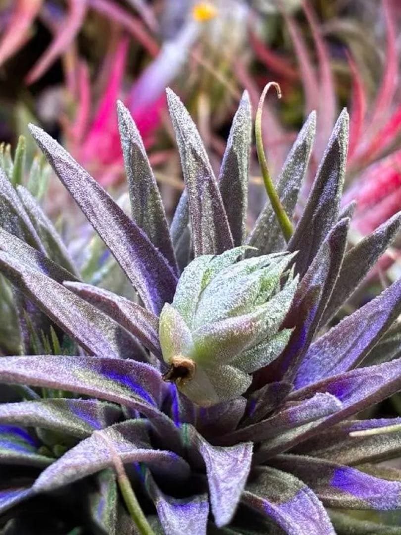 ブロメリア・エアープランツ Tillandsia ionantha 'Apretado' RFI