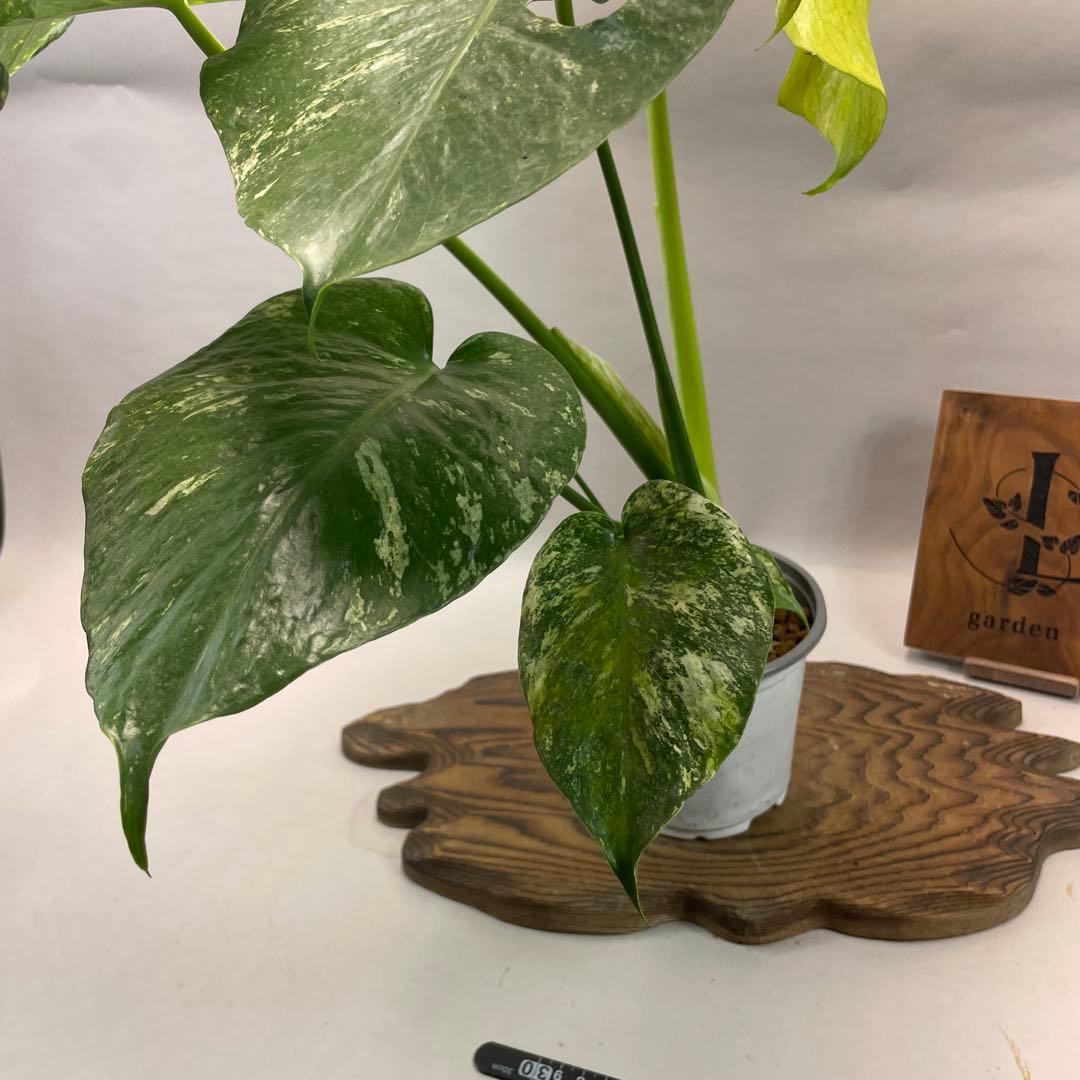 あ*や様 lsw671ホワイトモンスター 天津蘭 モンステラ斑入り