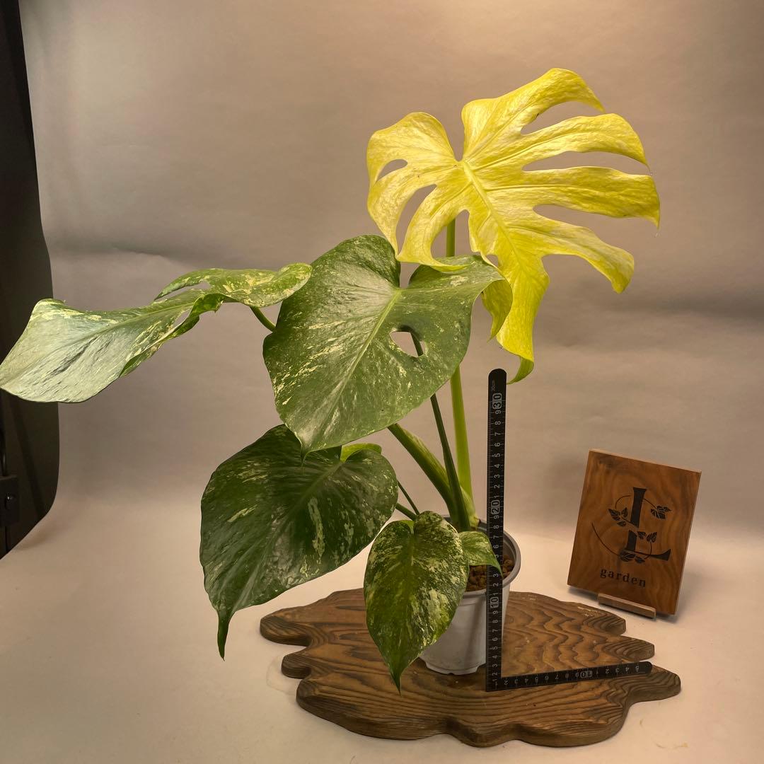 あ*や様 lsw671ホワイトモンスター 天津蘭 モンステラ斑入り