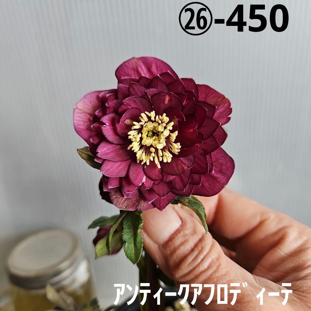 ㉖-450クリスマスローズ