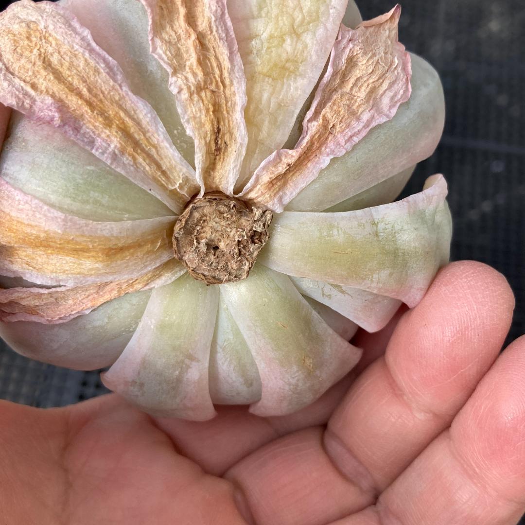 エケベリア　韓国苗　大苗　ムーンフェアリー錦　多肉植物　ポコ多肉