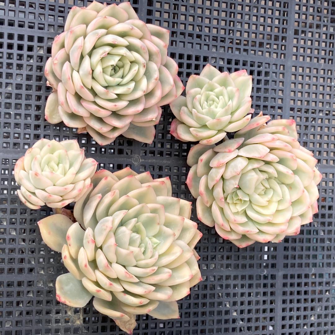 エケベリア　韓国苗　大苗　ムーンフェアリー錦　多肉植物　ポコ多肉