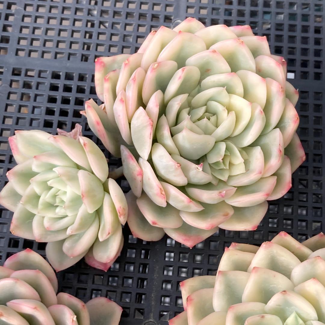 エケベリア　韓国苗　大苗　ムーンフェアリー錦　多肉植物　ポコ多肉