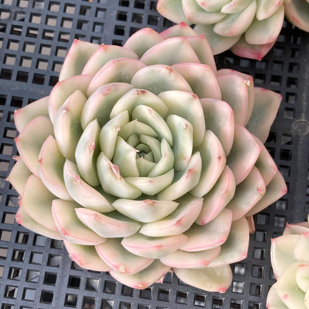 エケベリア　韓国苗　大苗　ムーンフェアリー錦　多肉植物　ポコ多肉