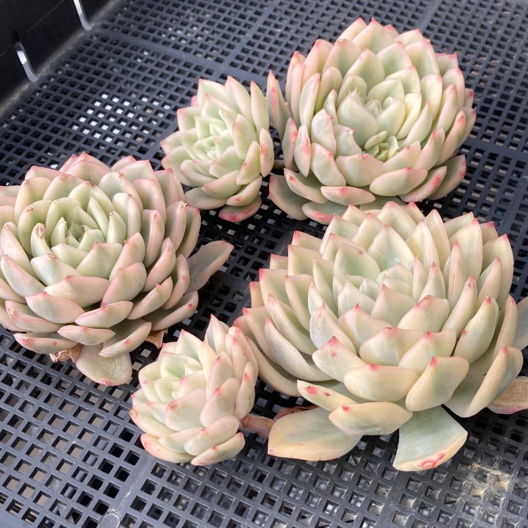 エケベリア　韓国苗　大苗　ムーンフェアリー錦　多肉植物　ポコ多肉