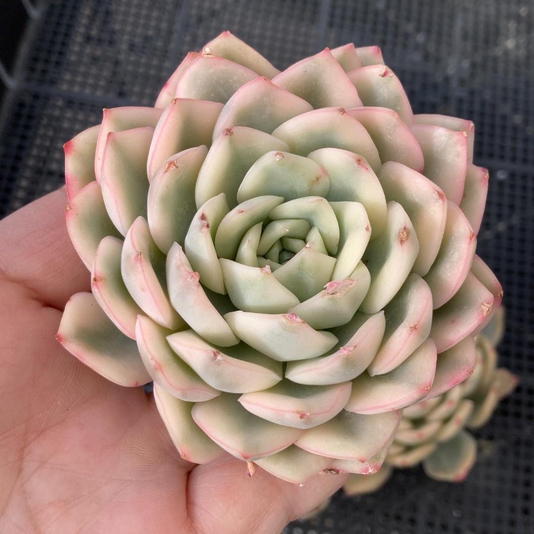 エケベリア　韓国苗　大苗　ムーンフェアリー錦　多肉植物　ポコ多肉