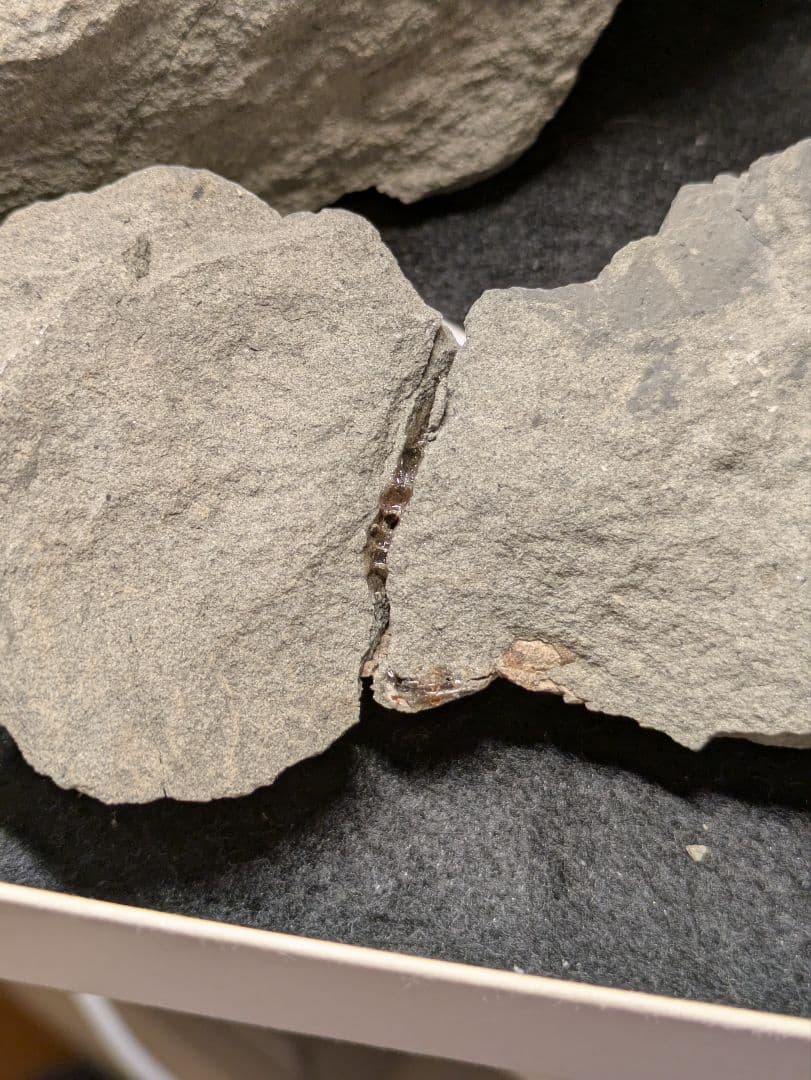 カニ　化石　標本　地学　原石