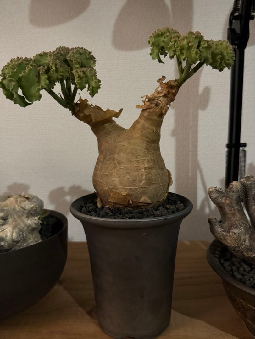 キフォステンマ　マクロプス　鉢付き　良型