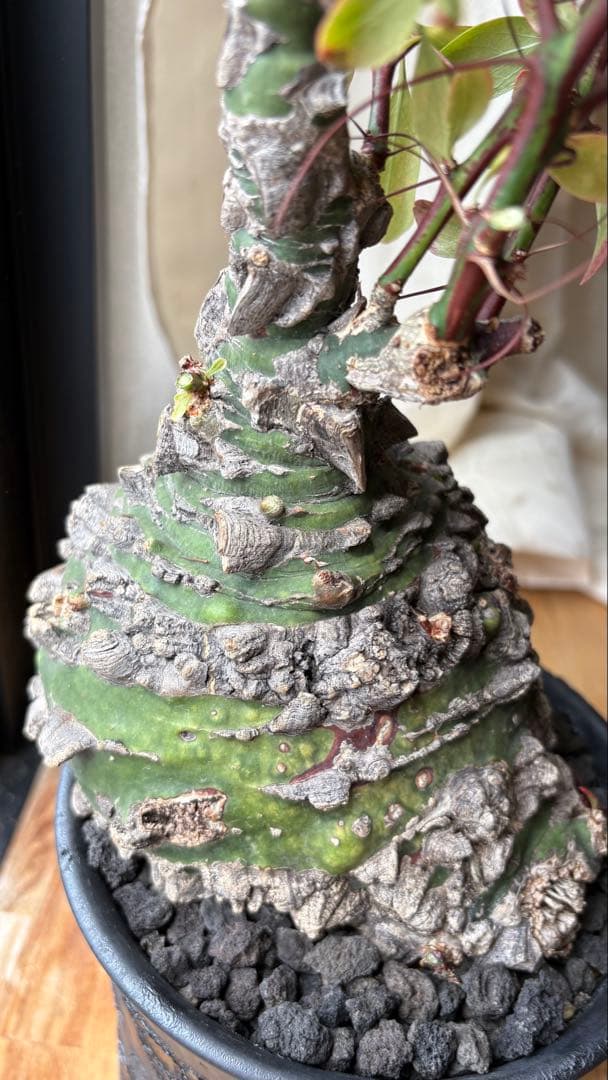 ※Lucasフォークイエリア ファシクラータ 現地株