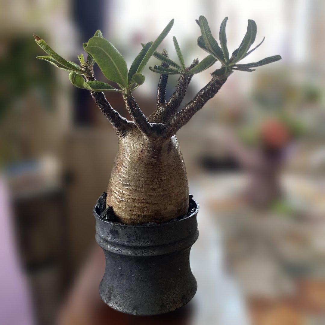 グラキリス大きめ現地球