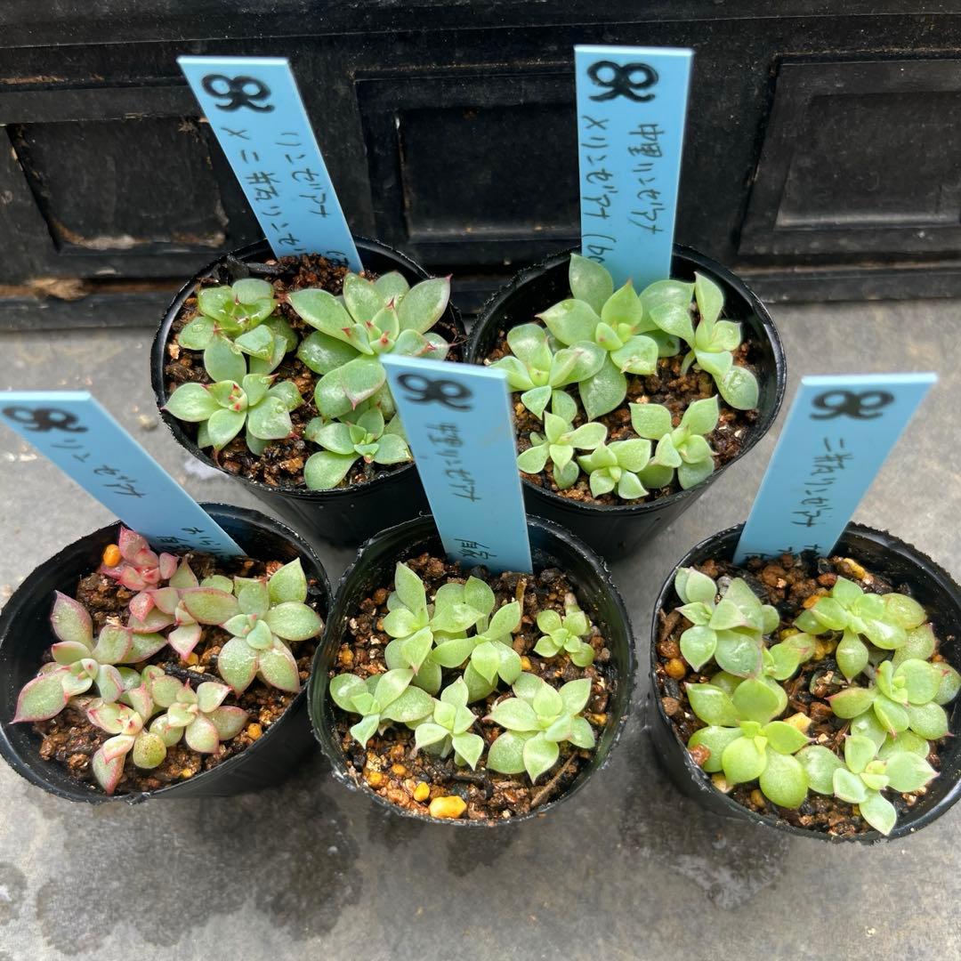 ✿*。様 リンゼアナ❤️セット