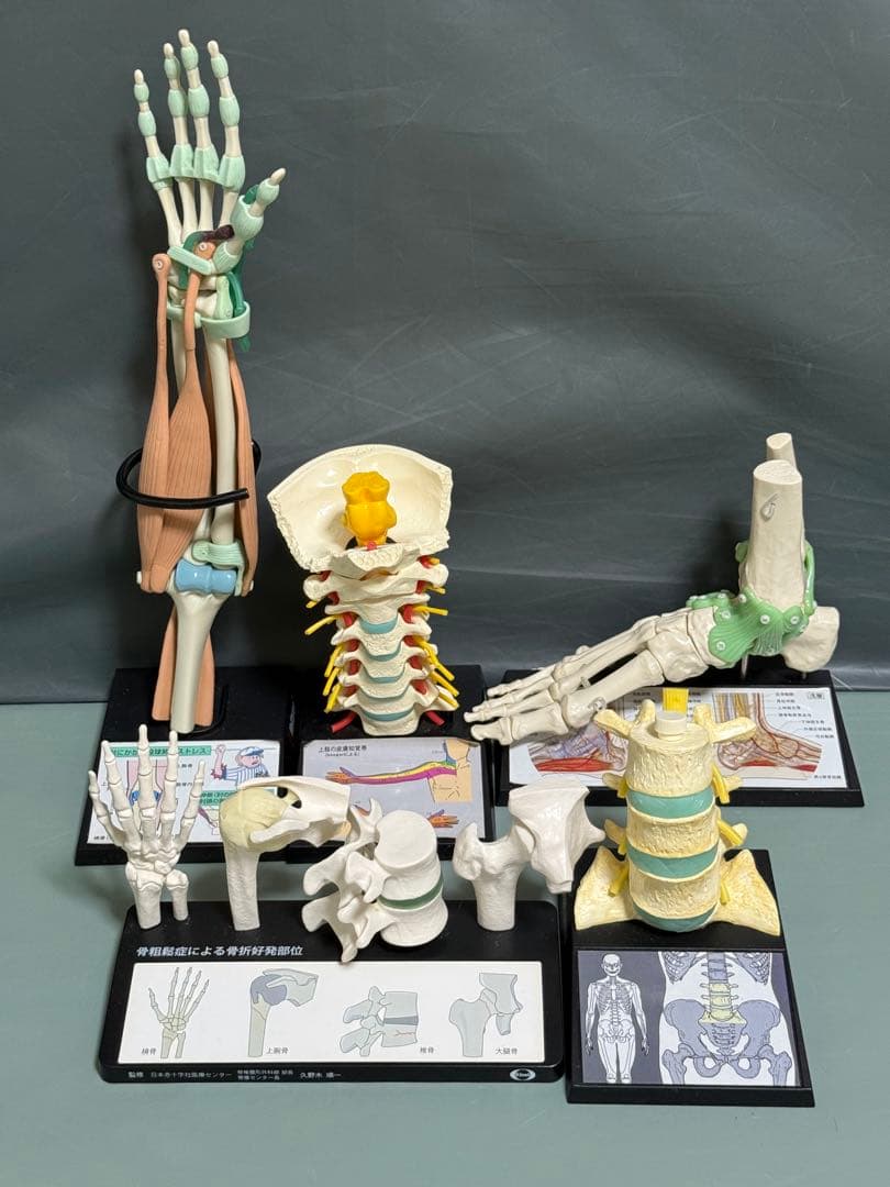 人体模型セット 2個 手・肩・腰椎・股関節のセット　腰椎