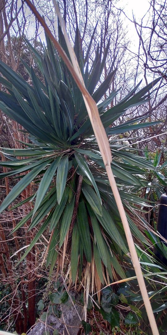 アツバキミガヨラン