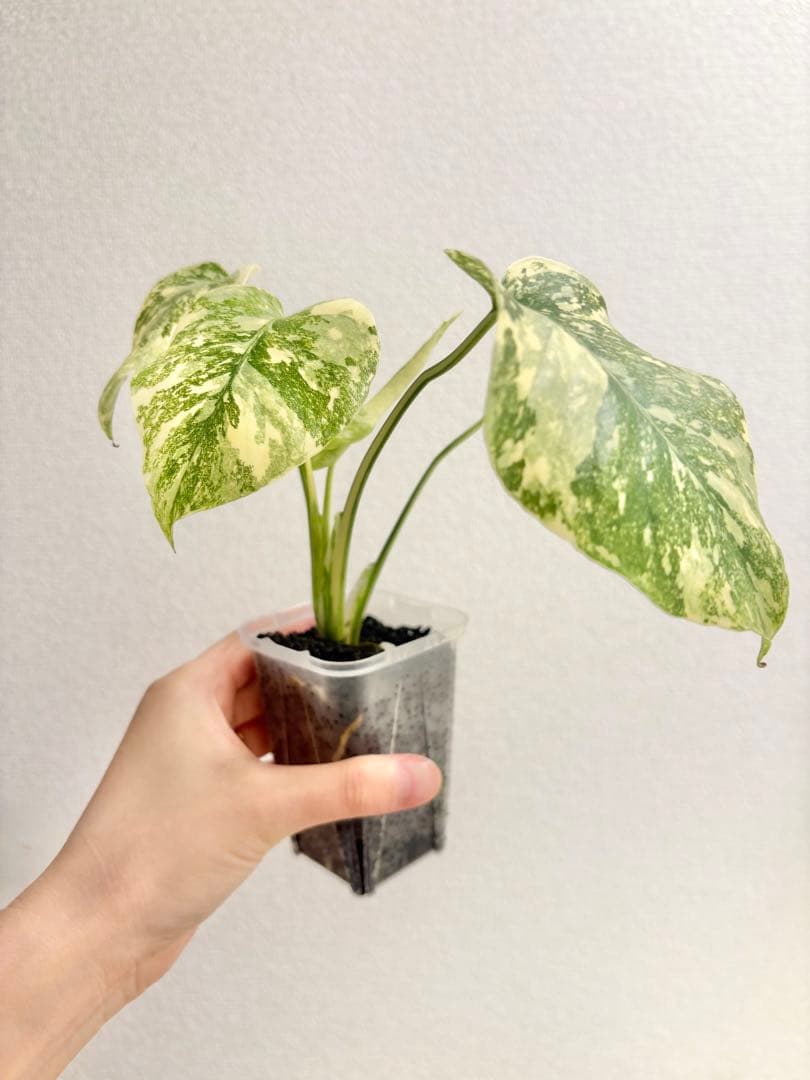 kamekichi1113　モンステラ クリームブリュレ